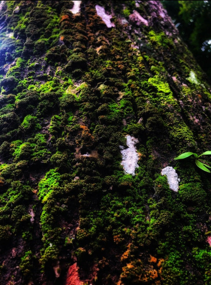 Mahogany Abyss - Wholesale Starwickcandleco