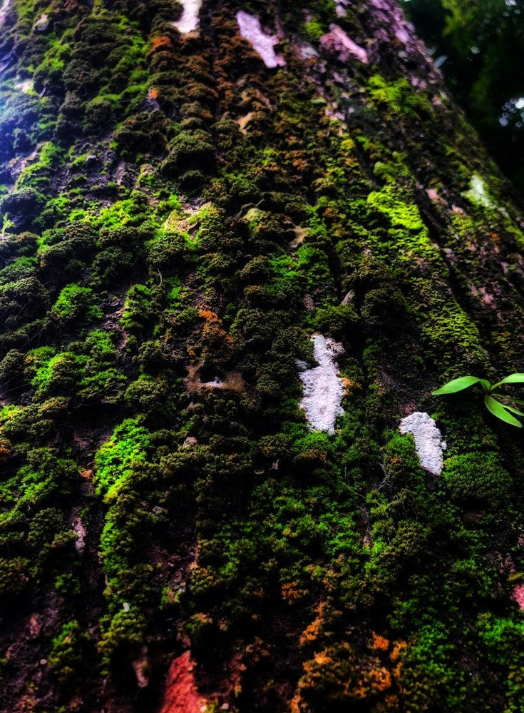 Mahogany Abyss Starwickcandleco